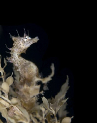A short headed seahorse from the cold waters of South Aus... by Cal Mero 